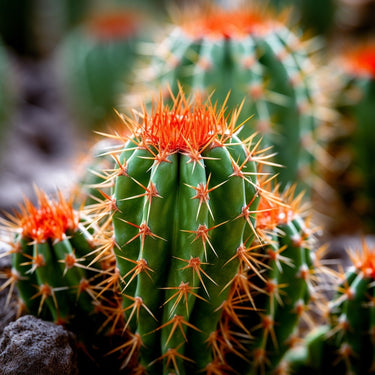 Round Cactus canvas
